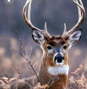 Meet your Posher, Jeffery